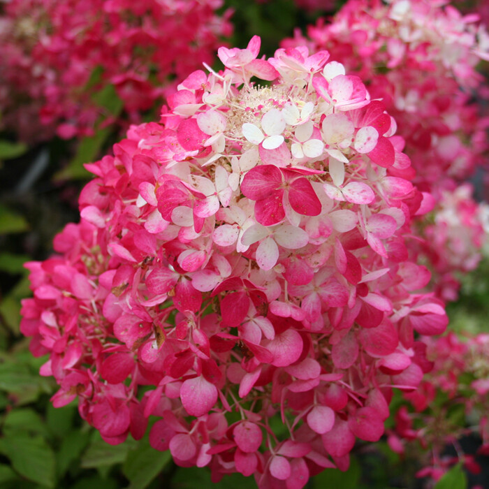 Hortensia Paniculata Diamant Rouge