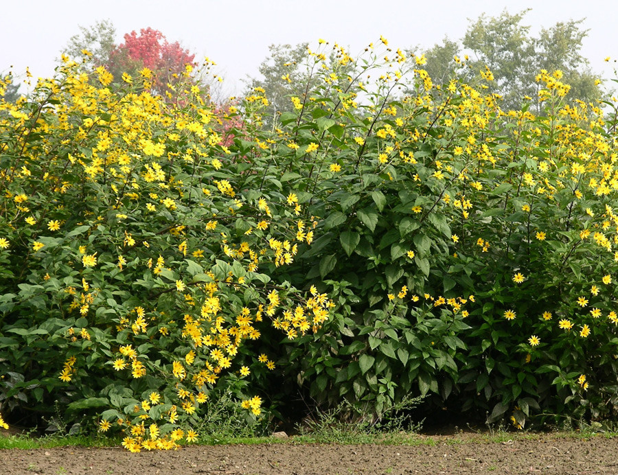 Topinambur Helianthus Tuberosus