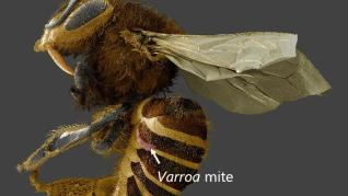 Descoperire! Parazitul Varroa destructor se hraneste cu corpul gras al albine nu cu hemolimfa (sangele insectei) Descoperire! Parazitul Varroa destructor se hraneste cu corpul gras al albine nu cu hemolimfa (sangele insectei)