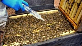 Acidul oxalic, o solutie mai eficienta in tratarea varroa ? Acidul oxalic, o solutie mai eficienta in tratarea varroa ?