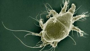 Distrugerea unei gene in parazitul Nosema Ceranae Distrugerea unei gene in parazitul Nosema Ceranae