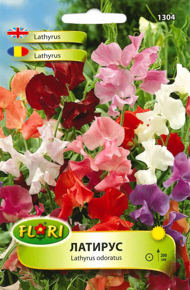 Lathyrus Seminte Flori Sangele Voinicului Lathyrus 2 De La Florian