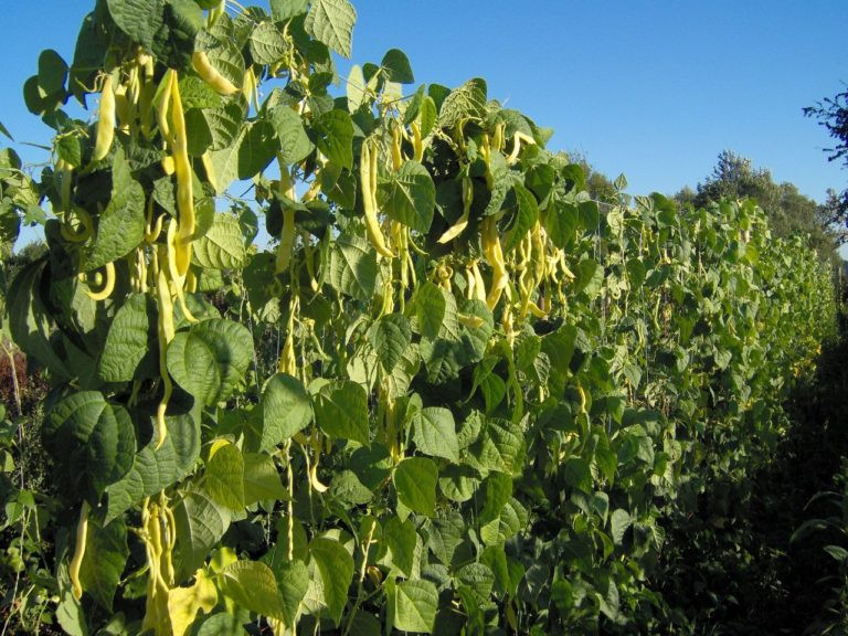 Meraviglia Di Venezia 100 Gr Seminte De Fasole Urcatoare Galbena Lata