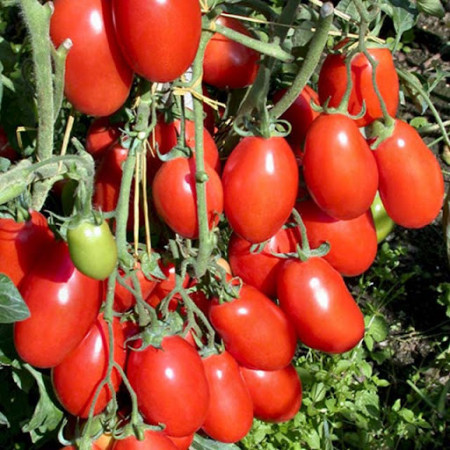 Rosii Rio Grande 1 G Seminte Soi Semitimpuriu Determinat Tomate