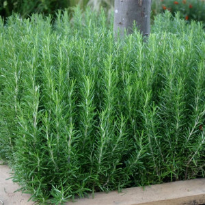 Lavanda G Seminte Planta Aromatica Perena Lavandula Officinalis