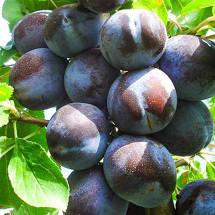 Prune Romania