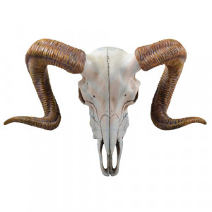 Decoratiune pentru perete Craniu de berbec 33cm