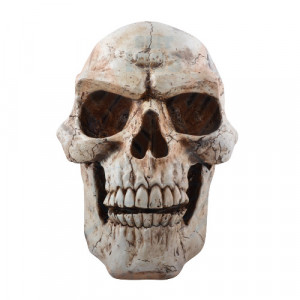 Statueta Craniu Uman 47cm