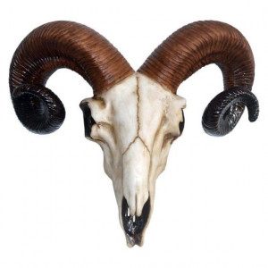Decoratiune perete Craniu de Berbec 33 cm