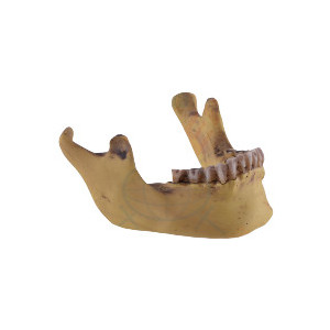 Decoratiune pentru birou Maxilar 10cm