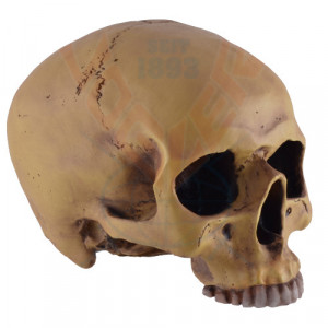 Decoratiune pentru birou Craniu uman 19cm
