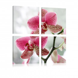 Tablou floral Orhidee fancy