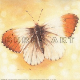 Tablou Fluture diafan I