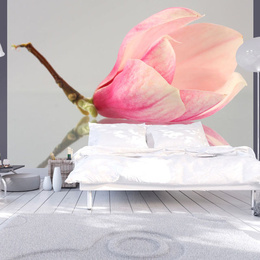 Fototapet - A lonely magnolia flower