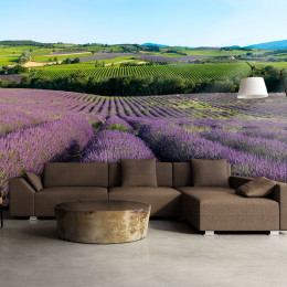 Fototapet - Lavender fields