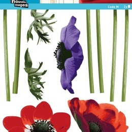 Sticker de perete floral "Anemone"