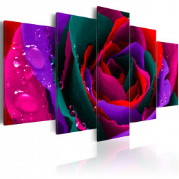 Tablou - Multicoloured rose