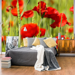 Fototapet - Cereal field with poppies