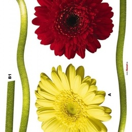 Sticker de perete "Gerbera"