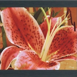 Tablou "Crin imperial"