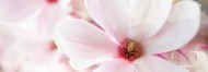 Magnolia Blossom and wood Rezerva parfum hidrosolubil pentru Odorizant HYDRO
