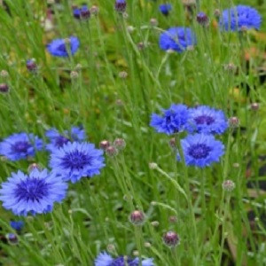 seminte albastrele planta melifera
