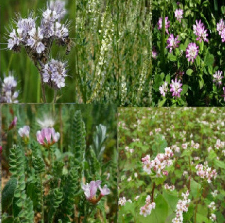 seminte de plante pentru albine folosite de apicultori
