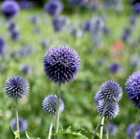 echinops planta decorativa seminte de vanzare
