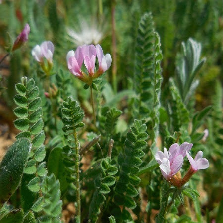 seminte seradela melifera de vanzare