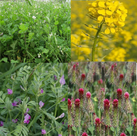 flori pentru albine amestec seminte plante melifere anuale