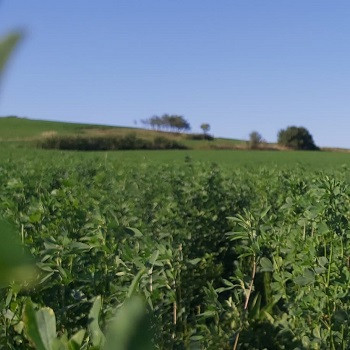 seminte iarba de coasa cu lucerna si plante medicinale