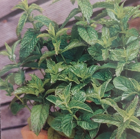 menta sau izma seminte de vanzare