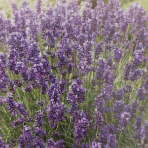 Lavanda seminte