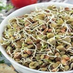 IN CURAND - Linte si alte seminte microgreens