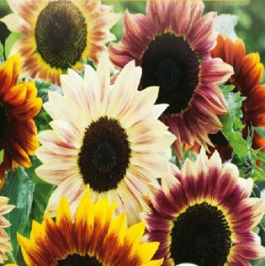 Mix FLOAREA SOARELUI