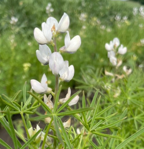 Lupin albastru dulce seminte