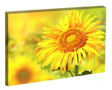 Tablou Floarea Soarelui