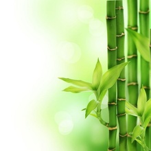 Tablou bambus 03