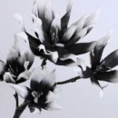 CREANGA MAGNOLIE CU 5 FLORI ALB-NEGRU