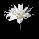 Floare decorativa Echeveria alba , H100cm
