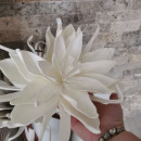 Floare decorativa Echeveria alba , H100cm
