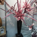 Floare decorativa ,buchet 11fire Dracena rosie L 108 cm
