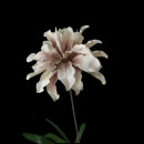 Floare decorativa,Dracena alb-roz pudrat, D30CM