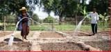 Kit irigare picurare cu 100 m banda, alimentare bazin suspendat