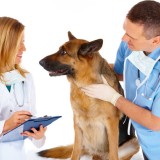 Consultatii Veterinare Telefonice sau la sediul Farmaciei fara ca sa fiti clientul farmaciei