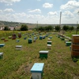 Matci fecundate (imperecheate) selectionate de vanzare cu sau fara PNA