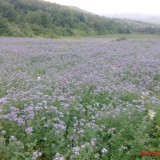 Phacelia Seeds for bees