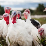 Furaj curcani, ambalare de 25 kg faza de crestere (finisare)