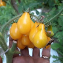 ROSII CHERRY PARA galbene - 100 seminte/plic
