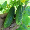 CASTRAVETI CORNISON - 50 sem./plic (mai multe detalii...)